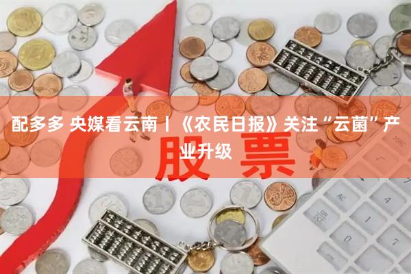 配多多 央媒看云南丨《农民日报》关注“云菌”产业升级
